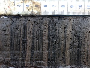Figure 6 A short 10cm section of core from Rostherne Mere
