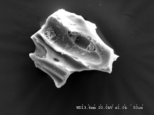 Figure 8 Volcanic ash shard under an electron microscope – approx. 0.05mm in its long axis (not from Rostherne).